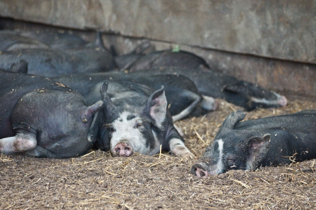 Land & Water hogs.jpg